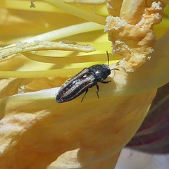 Acmaeodera quadrivittatoides