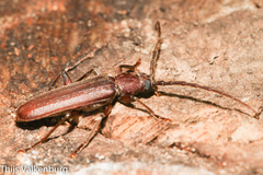 Arhopalus syriacus