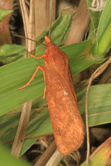 Virbia rubicundaria