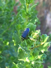 Trirhabda flavolimbata