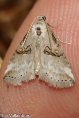 Zebeeba falsalis