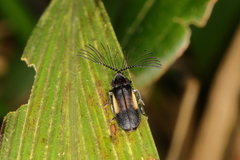 Ethra axillaris