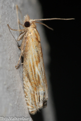Eucosma cana