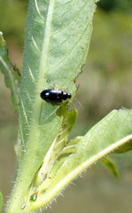 Lysathia ludoviciana