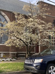 Cornus florida