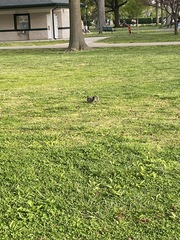 Sciurus carolinensis