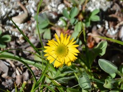 Erigeron aureus