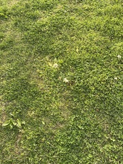 Taraxacum