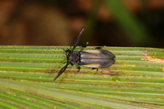 Ethra axillaris