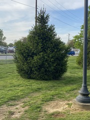 Pinaceae