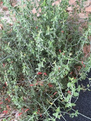 Justicia californica