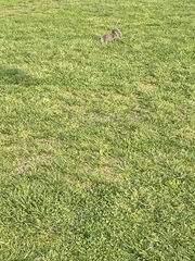 Sciurus carolinensis