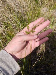 Carex caroliniana