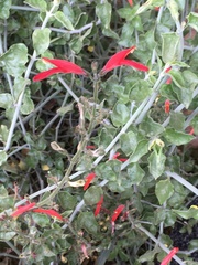 Justicia californica