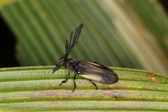 Ethra axillaris