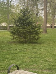 Pinaceae