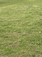 Turdus migratorius