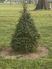 Pinaceae