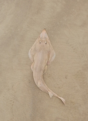 Pseudobatos percellens