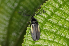 Ethra axillaris