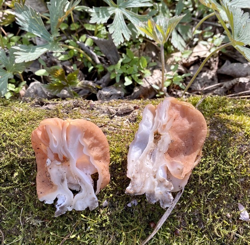 Neogyromitra brunnea
