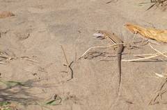 Aspidoscelis guttatus