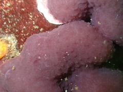 Eudistoma purpuropunctatum