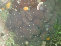 Eudistoma purpuropunctatum
