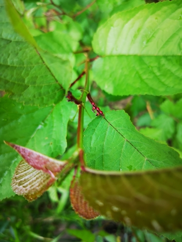 Cherry fruit close-up