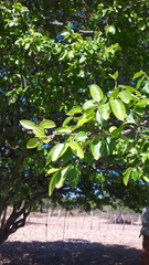 Sarcomphalus joazeiro