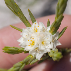 Lachnaea densiflora