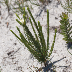 Lachnaea densiflora