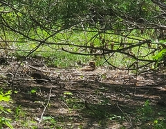 Antrostomus carolinensis