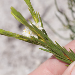Lachnaea densiflora