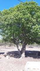 Sarcomphalus joazeiro