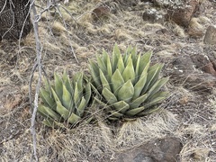 Agave parryi parryi
