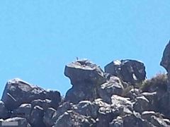 Geocolaptes olivaceus