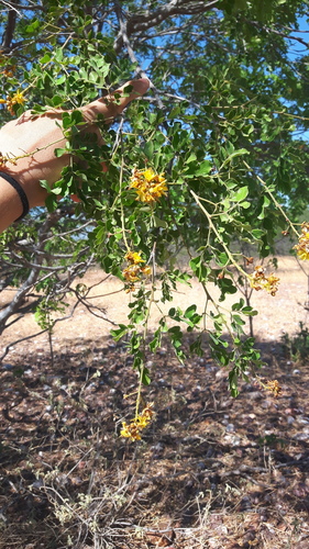 Cenostigma nordestinum, photograph 2