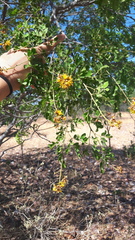 Cenostigma nordestinum, photograph Arlucio C. Ribeiro Filho, CC BY, iNaturalist via GBIF
