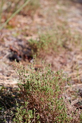 Hudsonia ericoides