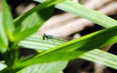 Acanthagrion lancea