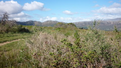 Raphicerus melanotis