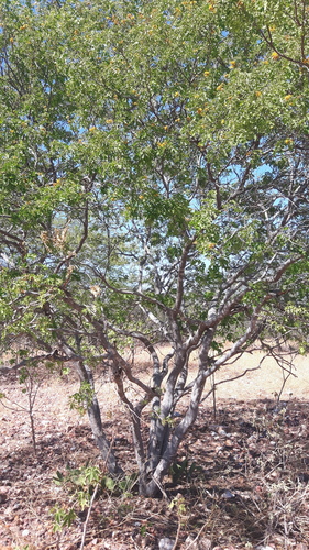 Cenostigma nordestinum, photograph 1
