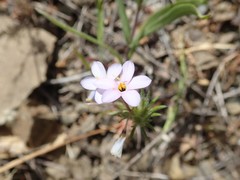 Leptosiphon androsaceus