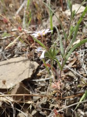 Leptosiphon androsaceus