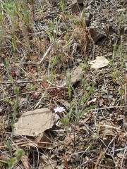 Leptosiphon androsaceus