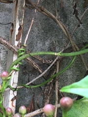 Hemidactylus mabouia