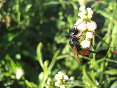 Chlorion hemipyrrhum