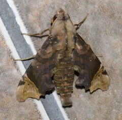 Temnora zantus
