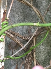 Hemidactylus mabouia